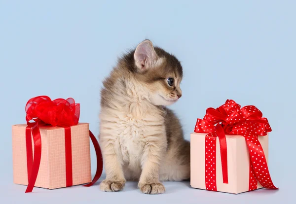 Gatinho somali bonito sentado perto de uma caixa de presente — Fotografia de Stock