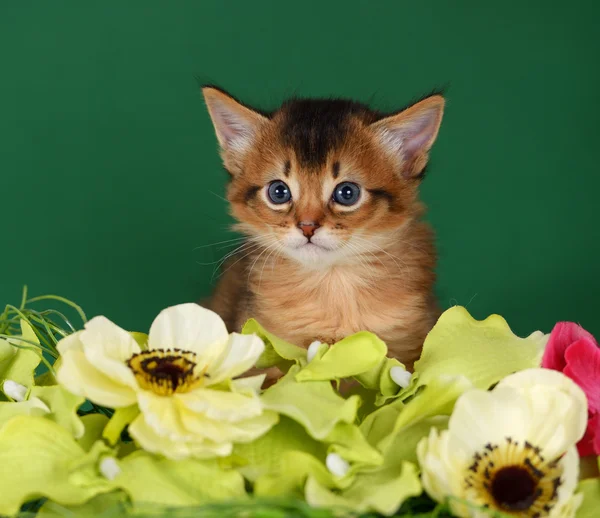 Carino gattino somalo sullo sfondo verde — Foto Stock