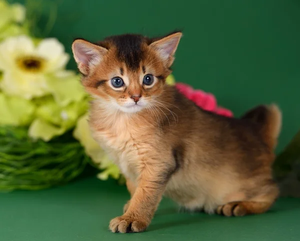 Lindo gatito somalí en el fondo verde — Foto de Stock