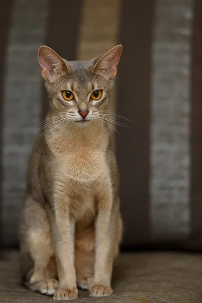 Gato abisinio —  Fotos de Stock