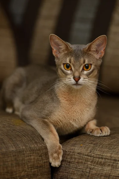 阿比西尼亚猫 — 图库照片