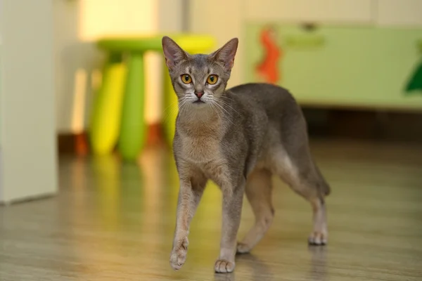 阿比西尼亚猫 — 图库照片