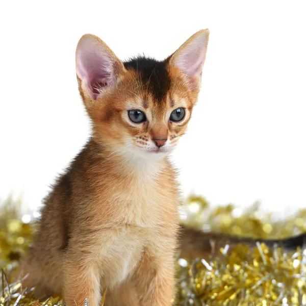 Carino gattino con palle di Natale — Foto Stock