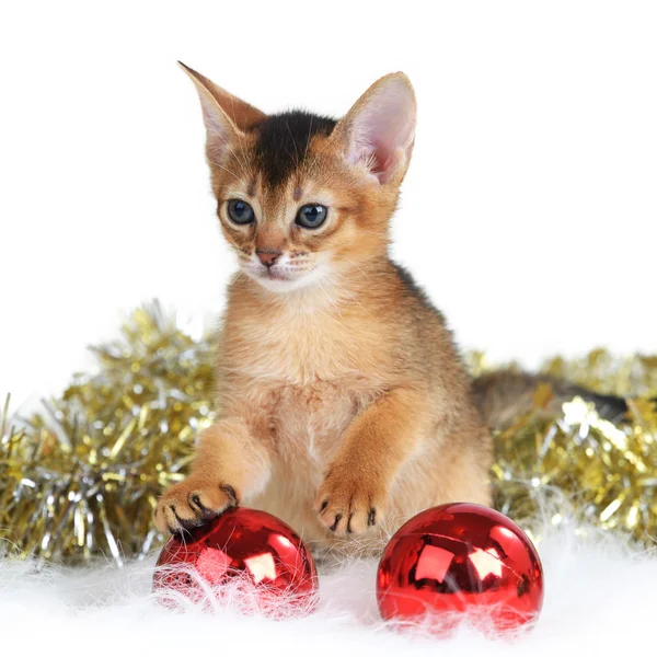 Cute kitten with christmas balls — Stock Photo, Image