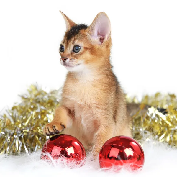 Chaton mignon avec des boules de Noël — Photo