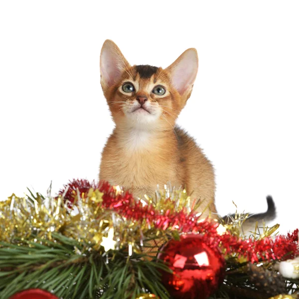 Chaton mignon avec arbre de Noël et boules — Photo