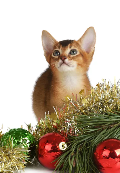Cute kitten with christmas tree and balls — Stock Photo, Image