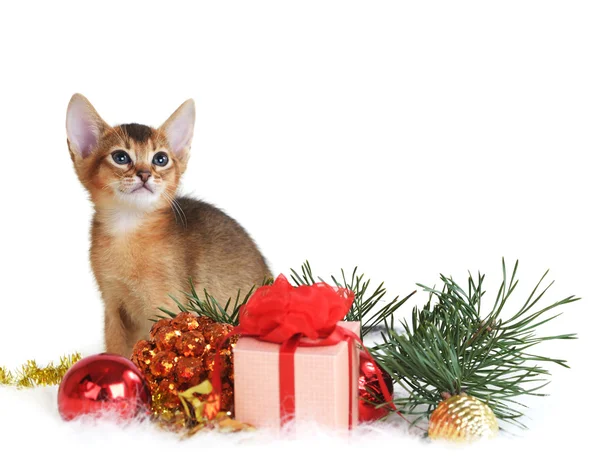 Cute kitten with christmas tree and gift box — Stock Photo, Image