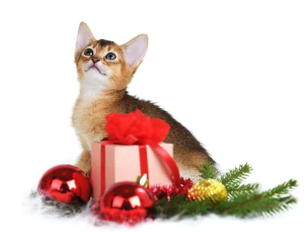 Cute kitten with christmas tree and gift box — Stock Photo, Image