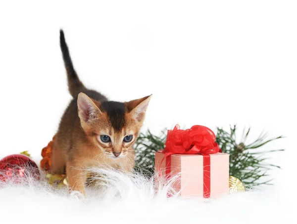 Cute kitten with christmas tree and gift box — Stock Photo, Image