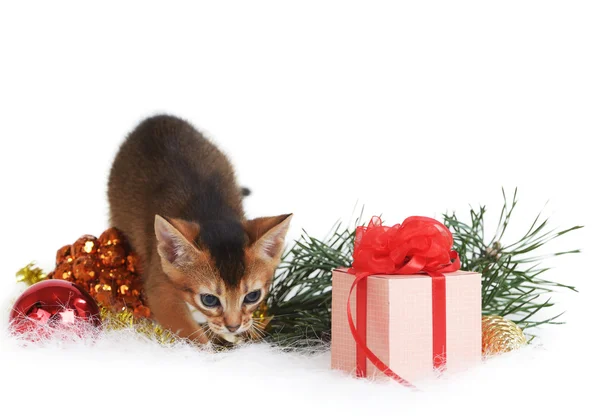 Cute kitten with christmas tree and gift box — Stock Photo, Image