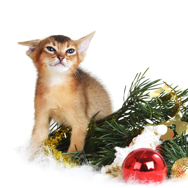 Милый котенок с рождественской ёлкой и шарами — стоковое фото