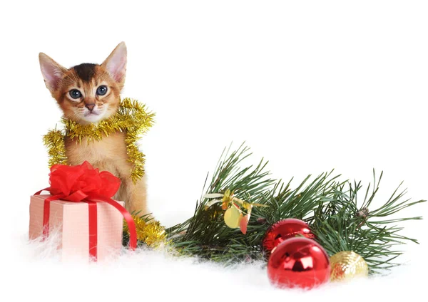 Cute kitten with christmas tree and gift box — Stock Photo, Image