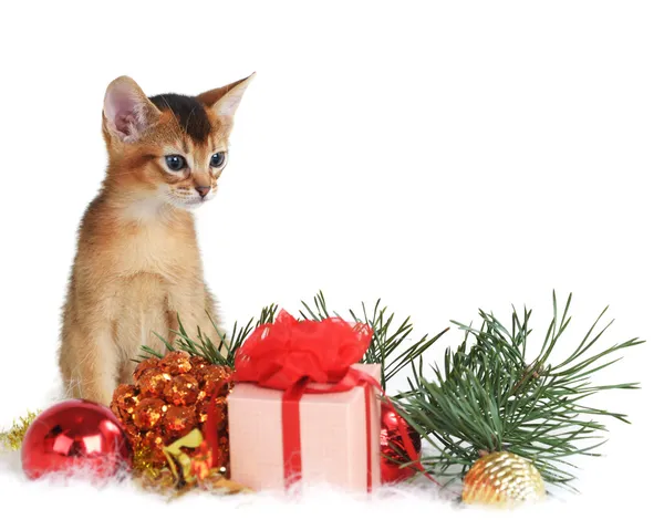 Gatinho bonito com árvore de natal e caixa de presente — Fotografia de Stock