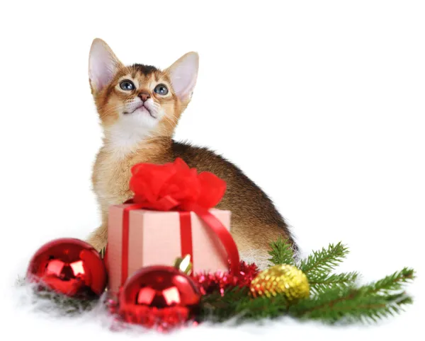 Cute kitten with christmas tree and gift box — Stock Photo, Image