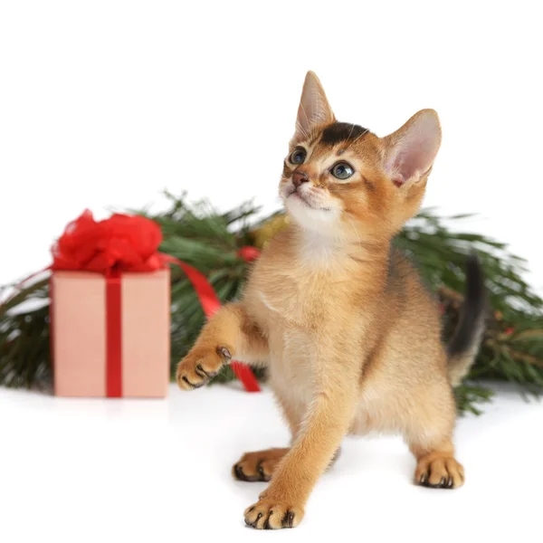 Cute kitten with christmas tree and gift box — Stock Photo, Image