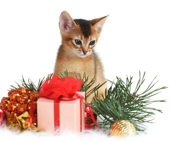 Cute kitten with christmas tree and gift box — Stock Photo, Image