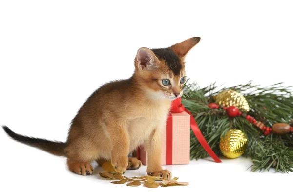 Chaton mignon avec arbre de Noël et boîte cadeau — Photo
