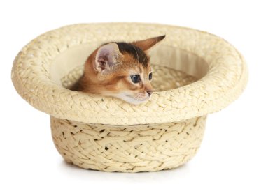 sevimli küçük yavru kedi bir şapkayla oturuyor