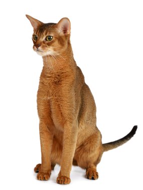 Habeş beyaz zemin üzerine izole kedi