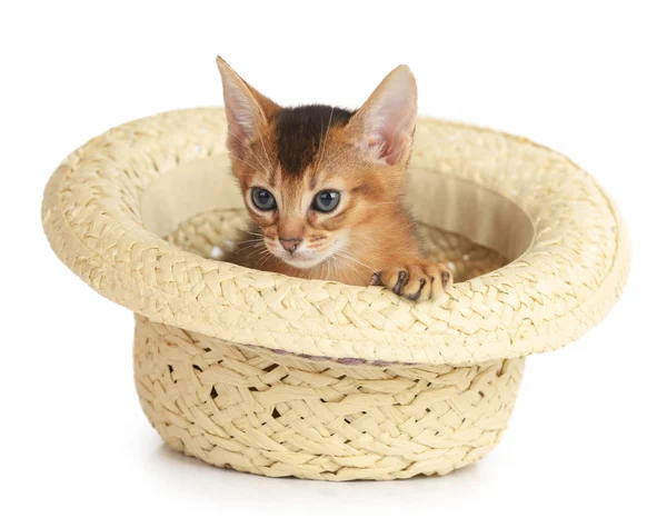 Lindo gatito en un sombrero — Foto de Stock