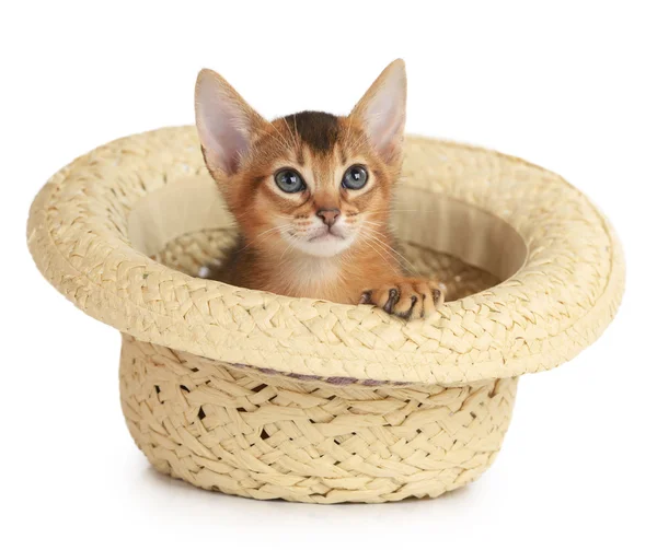 帽子かわいい小さな子猫 — ストック写真