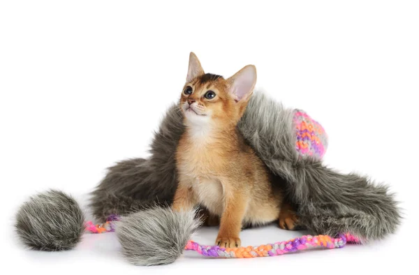 Cute small kitten sitting in a hat — Stock Photo, Image