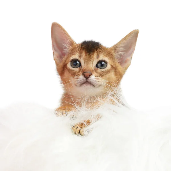 Lindo gatito aislado en blanco fondo — Foto de Stock