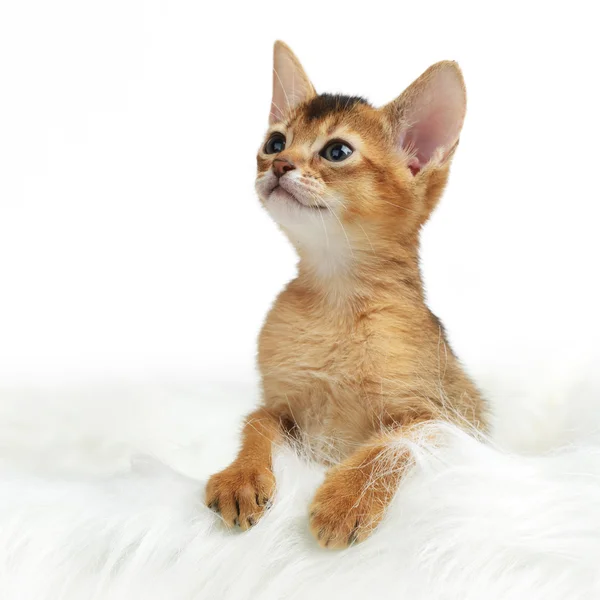 Cute kitten isolated on white background — Stock Photo, Image