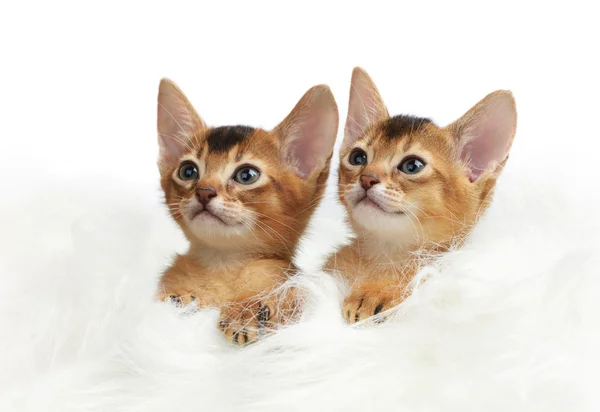 Two cute kitten isolated on white background — Stock Photo, Image