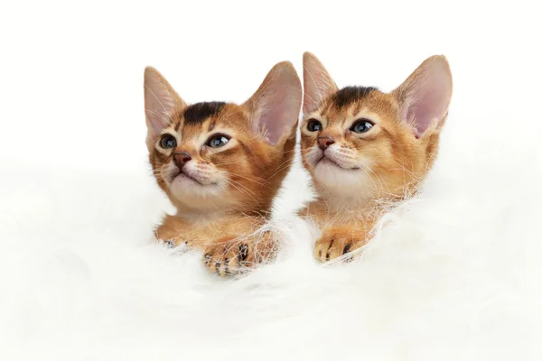 Two cute kitten isolated on white background — Stock Photo, Image