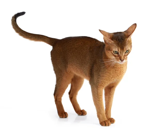 Abyssinian cat isolated on white background — Stock Photo, Image