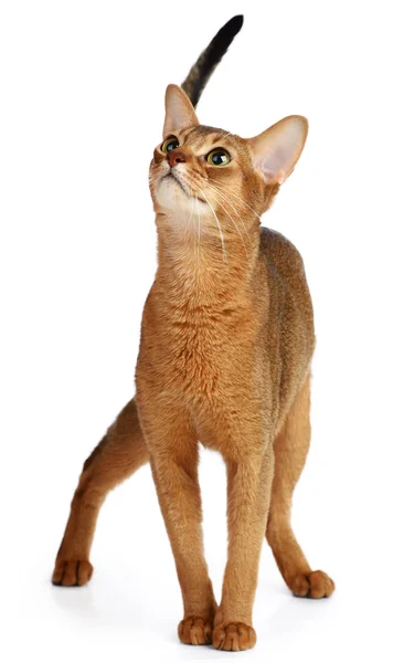 Kucing Abyssinian diisolasi pada latar belakang putih — Stok Foto