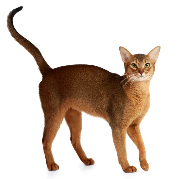 Abyssinian cat isolated on white background — Stock Photo, Image