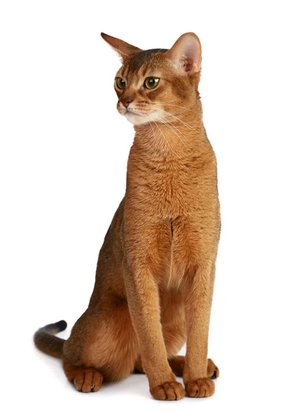 Abessinische Katze isoliert auf weißem Hintergrund — Stockfoto