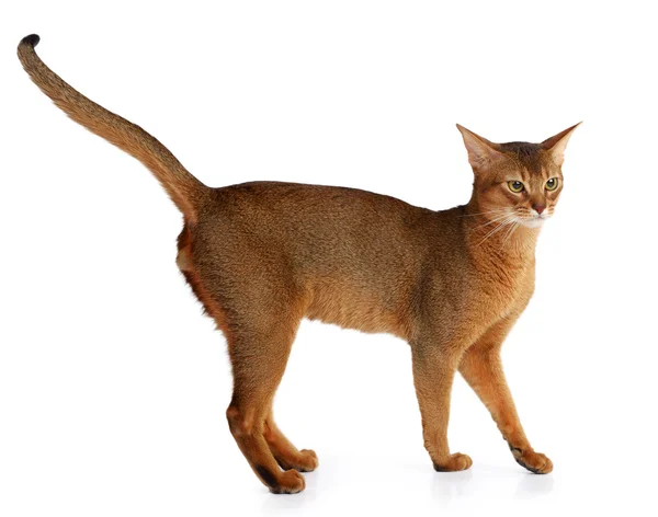 Abyssinian kat geïsoleerd op witte achtergrond — Stockfoto