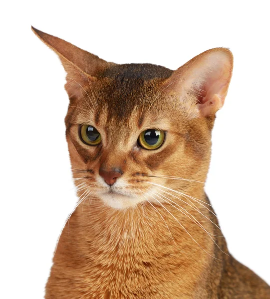 Abyssinian cat isolated on white background — Stock Photo, Image