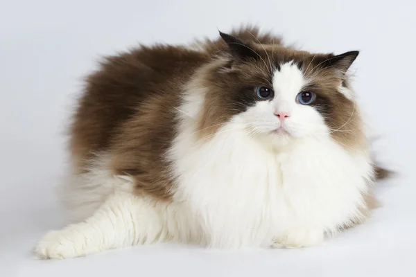 Ragdoll gato en frente de un fondo blanco — Foto de Stock