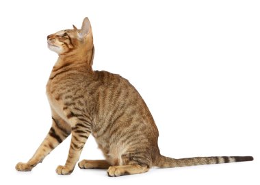 Beyaz arka planda doğulu kedi