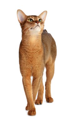 Habeş beyaz zemin üzerine izole kedi