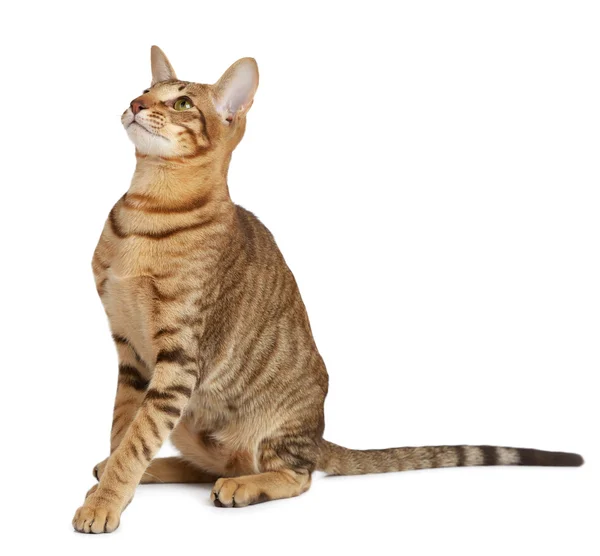 Orientální kočka na bílém pozadí — Stock fotografie