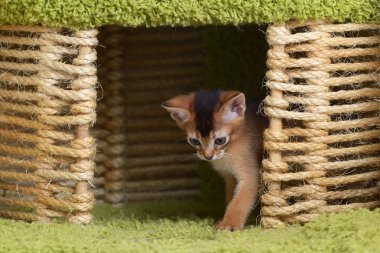 portre sevimli somali kedi yavrusu