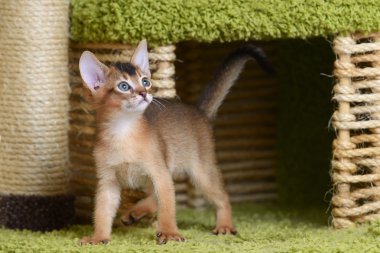 portre sevimli somali kedi yavrusu