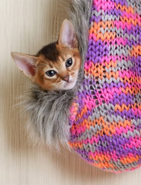 portre sevimli somali kedi yavrusu