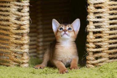 portre sevimli somali kedi yavrusu