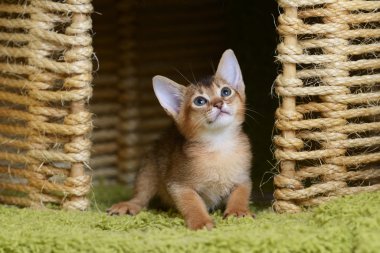portre sevimli somali kedi yavrusu