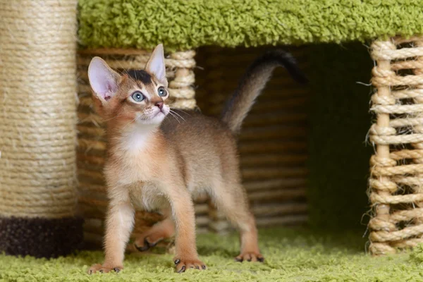 Retrato de um gatinho somali bonito — Fotografia de Stock