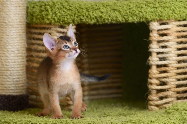 Ritratto di un simpatico gattino somalo — Foto Stock