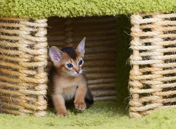 Portrait of a cute somali kitten — Stock Photo, Image