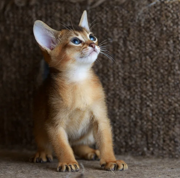 Portrait of a cute somali kitten — Stock Photo, Image